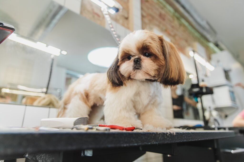 Dog care. Grooming of dogs in the salon.