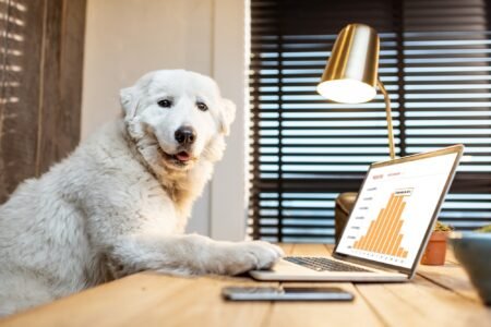 Dog with a laptop in the office