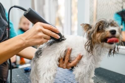 Groomer with hair clipper grooming little dog