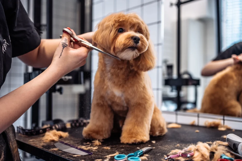 A brown, fluffy dog is sitting on a grooming table inside a cozy grooming trailer, being trimmed by a person holding scissors. The dog looks calm as combs and brushes are neatly arranged nearby. The setting exudes the charm of a quaint pet salon on wheels.