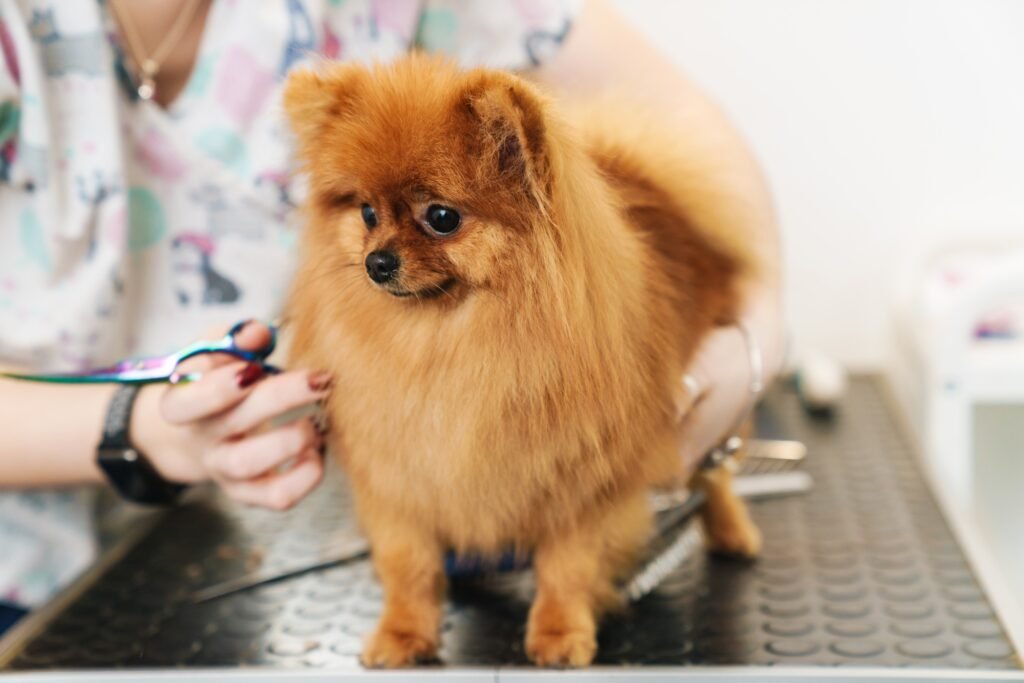 Image of female pet hairdresser grooming pomeranian spitz in dog salon