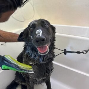 A black dog with shampoo on its nose sits in a bathtub during a wash. Its tongue is out and it appears happy. A person's hand is gently holding the dog's head while using a brush on its coat.