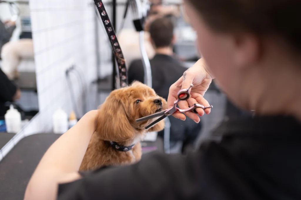 A small brown dog is being groomed at a pet salon. A groomer is carefully trimming the dog's fur around its face with scissors. The background shows a blurred setting with grooming tools and a mirror.