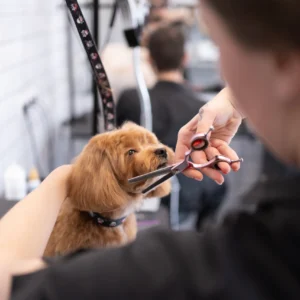 A small brown dog is being groomed at a pet salon. A groomer is carefully trimming the dog's fur around its face with scissors. The background shows a blurred setting with grooming tools and a mirror.