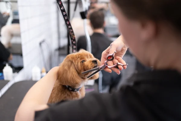 A small brown dog is being groomed at a pet salon. A groomer is carefully trimming the dog's fur around its face with scissors. The background shows a blurred setting with grooming tools and a mirror.