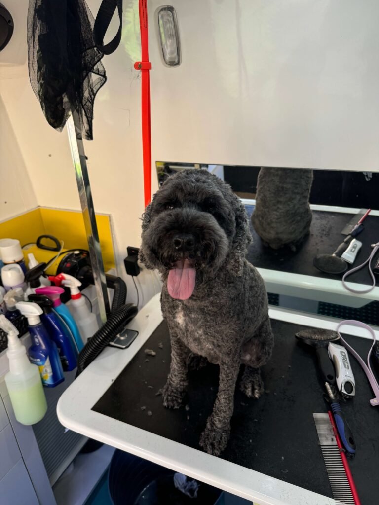 A curly-haired dog, freshly groomed, sits on a table in a grooming salon. Various grooming tools and cleaning supplies are visible around it. The dog has a dark coat and is panting with its tongue out, looking content.